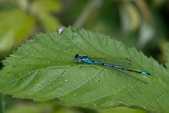David Plant Photography - Wildlife Photography - Variable damselfly - N